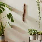 Mille-pattes sur un mur intérieur, symbole d'équilibre naturel dans la maison.