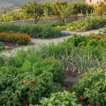 Potager avec associations de légumes pour un jardin productif et équilibré.
