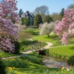Jardin printanier avec des magnolias en fleurs, incluant Magnolia soulangeana et Magnolia stellata.